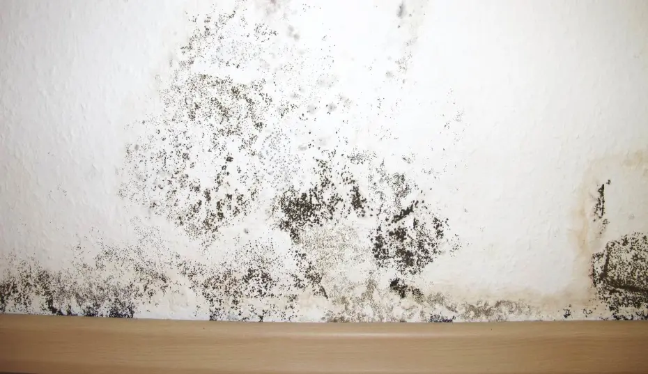 Damp crawlspace with high humidity levels creating ideal conditions for mold in Myrtle Beach home
