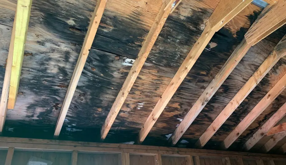 Water-damaged Virginia Beach home with signs of moisture intrusion after a summer storm